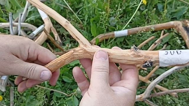 Коряги для акваскейпа и паллюдариума, флорариума
