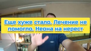 Еще хуже стало. Лечение не помогло. Неона на нерест