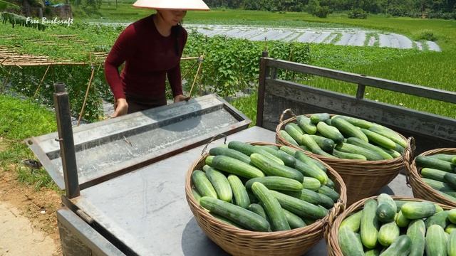 Хуонг Ферма Бушкрафт. Вьетнам. Собираем огурцы на продажу.