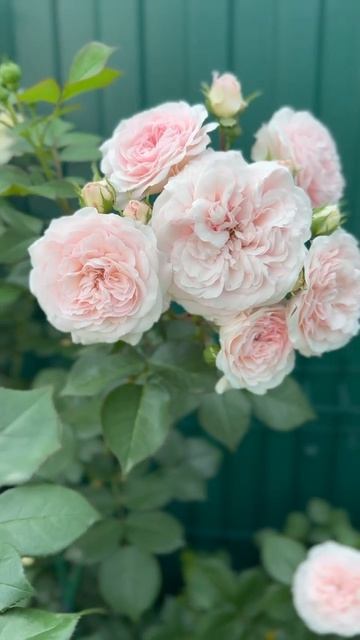 В горшечном саду🌸Розы🌸12 июня 26г🌿