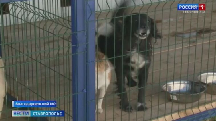 Корректировки в закон о безнадзорных животных предлагают внести общественники Ставрополья смотреть онлайн
