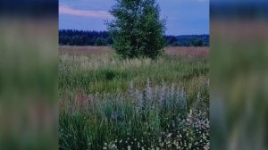 Мой новый фильм « Закатное поле» ( 13 июня)