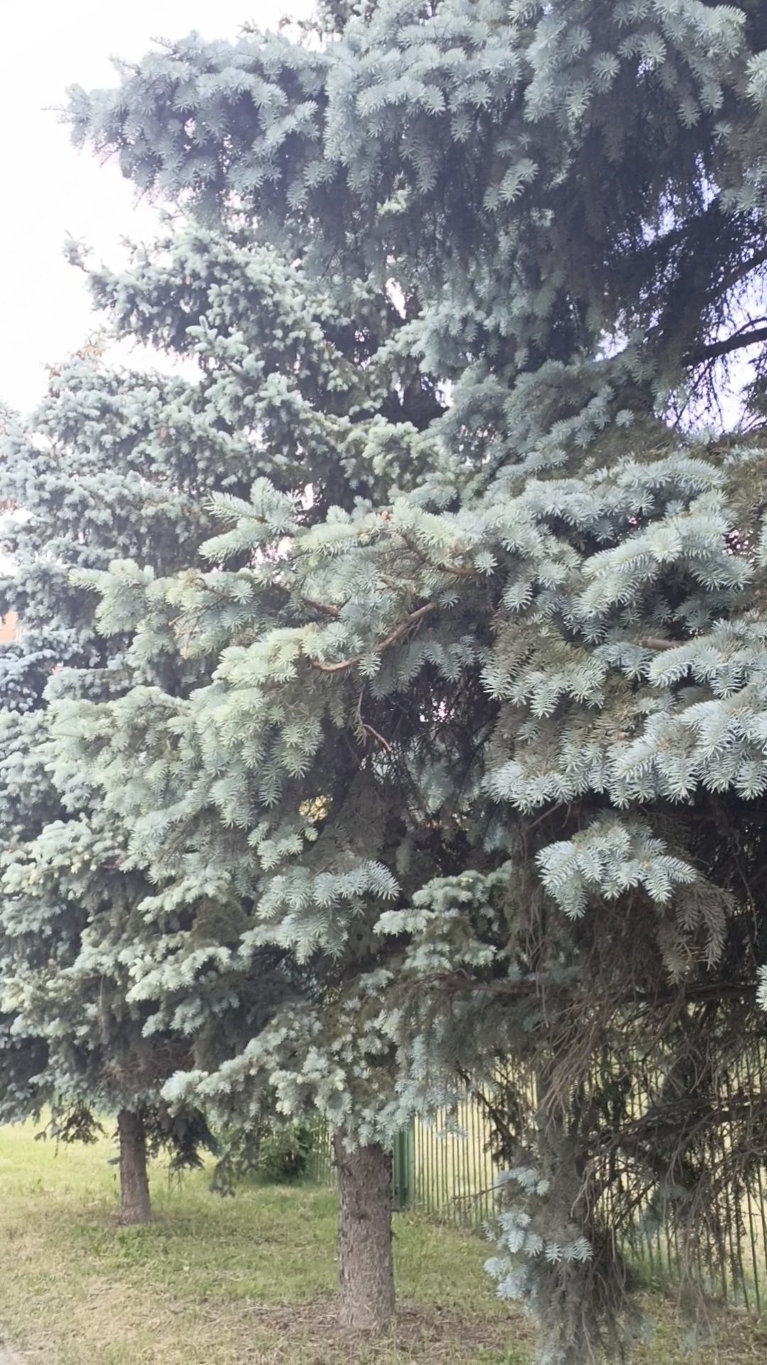 Новые иголки смотреть онлайн