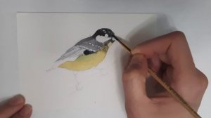 Желтобрюхая синица (Pardaliparus venustulus). Птица акварелью.
