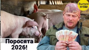 Купили 5 маленьких поросят. Сколько стоят поросята в Сибири? Жизнь и будни в Омской деревне.