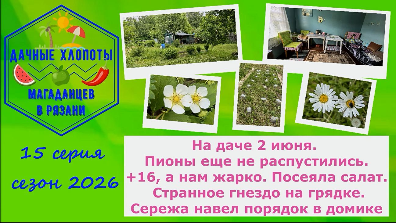 На даче 2 июня. Пионы еще не распустились. +16, а нам жарко. Посеяла салат.Странное гнездо на грядке