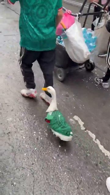 в Мексике даже гусь любит футбол!!!