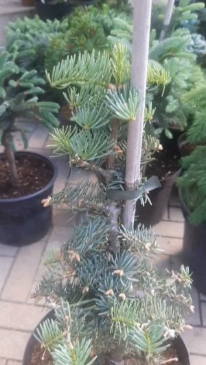 ❤🌲Пихта Арчерс Дварф
✔Продажа растений в макс и телеграм канале: https://t.me/love_is_hvoiny_dvorik