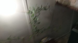 пробуем еду из разных стран мира