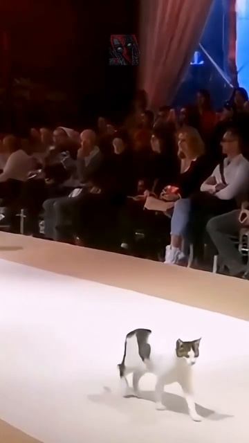 Смешные и милые КоТиКи 😼🫶😎