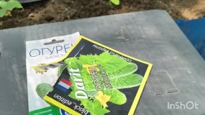 снова сею огурцы/приходил хомяк/мои цветы.