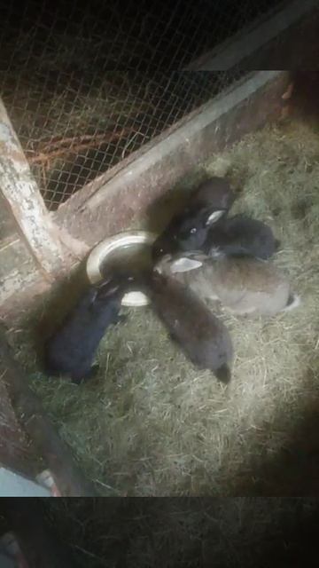Как пеплом сивым по полю гулял
