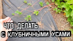 Усики Клубники - Нужно ли Их Обрезать - Что Делать с Клубничными Усами - Как Размножить Клубнику
