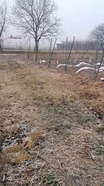 Укрываем на зиму виноград.