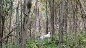 Английский сеттер EDO od RACE