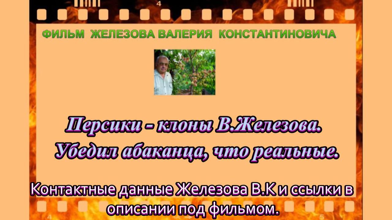 Персики - клоны В.Железова. Убедил абаканца, что реальные.