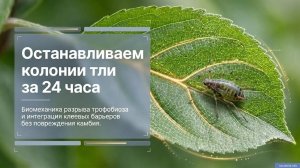 Как уничтожить тлю на деревьях: разрыв симбиоза с муравьями ловчим поясом