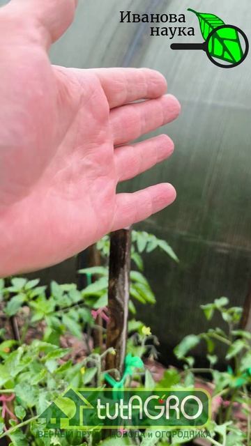 🍅 Томаты вяжут на глазах! Никаких удобрений 😱 Секрет урожая: завязи за сутки без химии 🌿