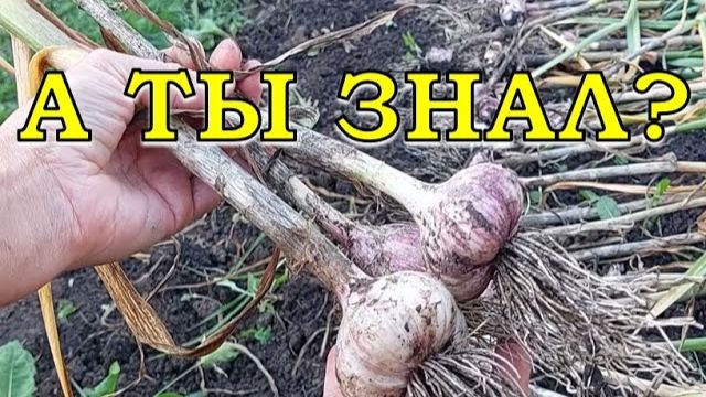 КАК и КОГДА копать ЧЕСНОК Основные важности!🔥🔥🔥