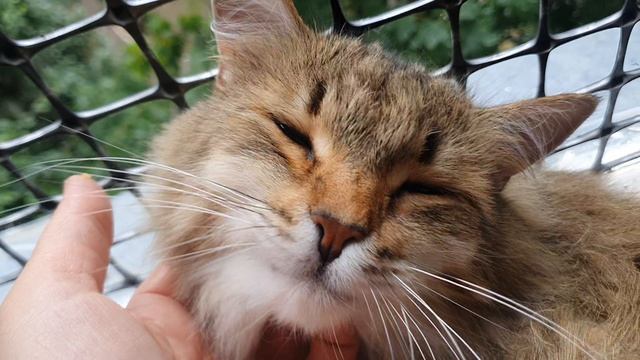 Кот Кабачок🥰🤗💋