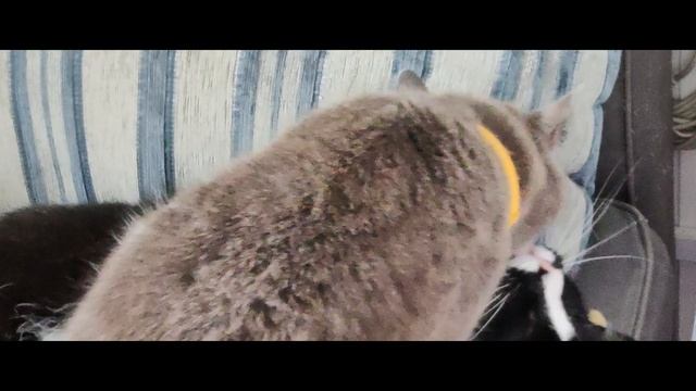 Кот и кошка зачем-то облизываются. смотреть онлайн