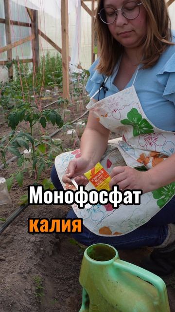 Первая подкормка рассады томатов — важный момент