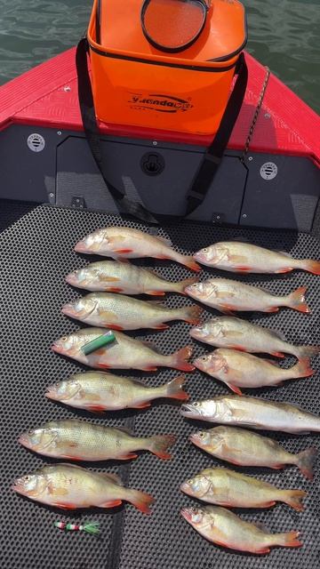 Рыбалка на морского окуня
