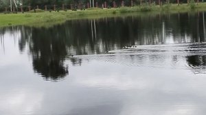 Летний пруд и уточки