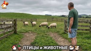 Сельские мотивы 🐏🐓🐇 Видео для души и радости 🌞 (10)