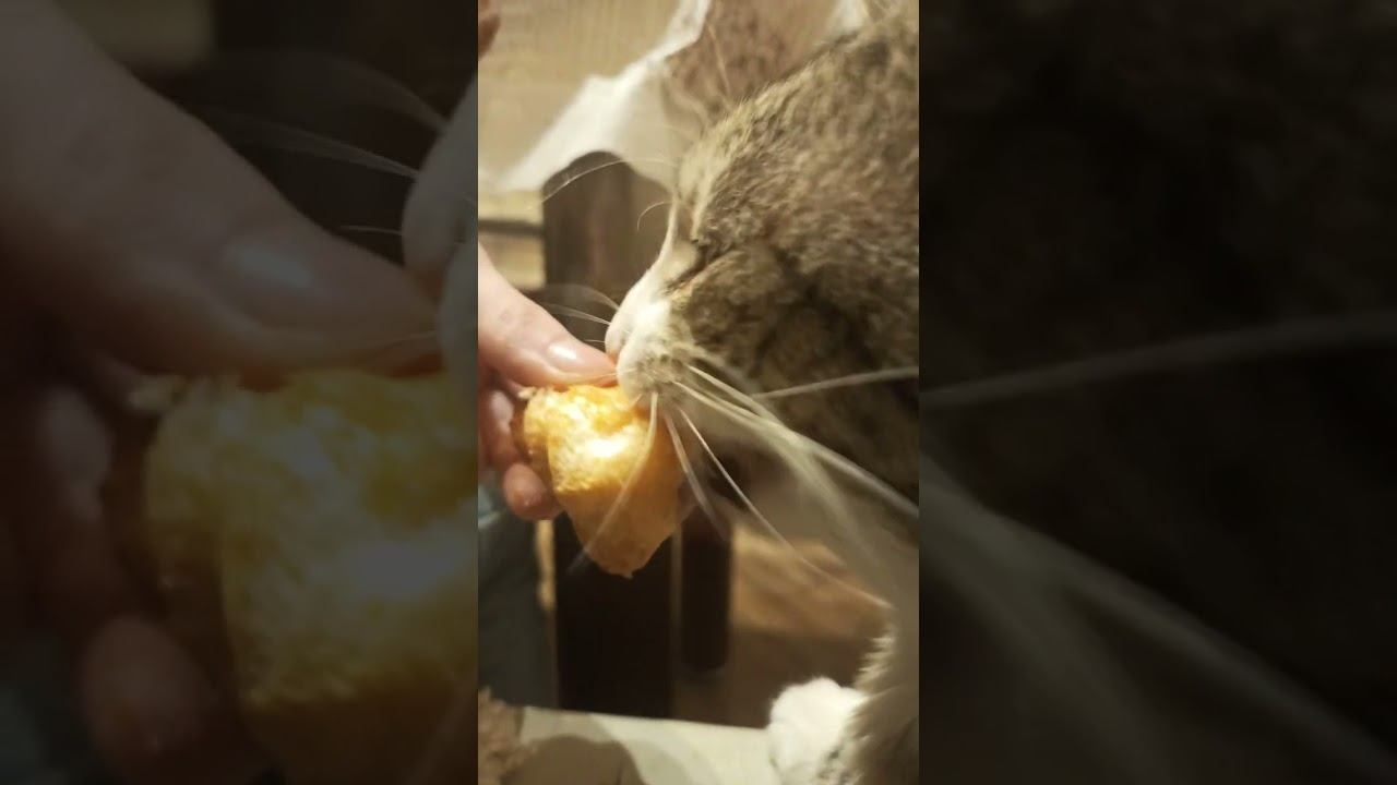 кошка ест круассан