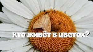 Жизнь на моих цветах, знакомимся с полезными и вредными их обитателями