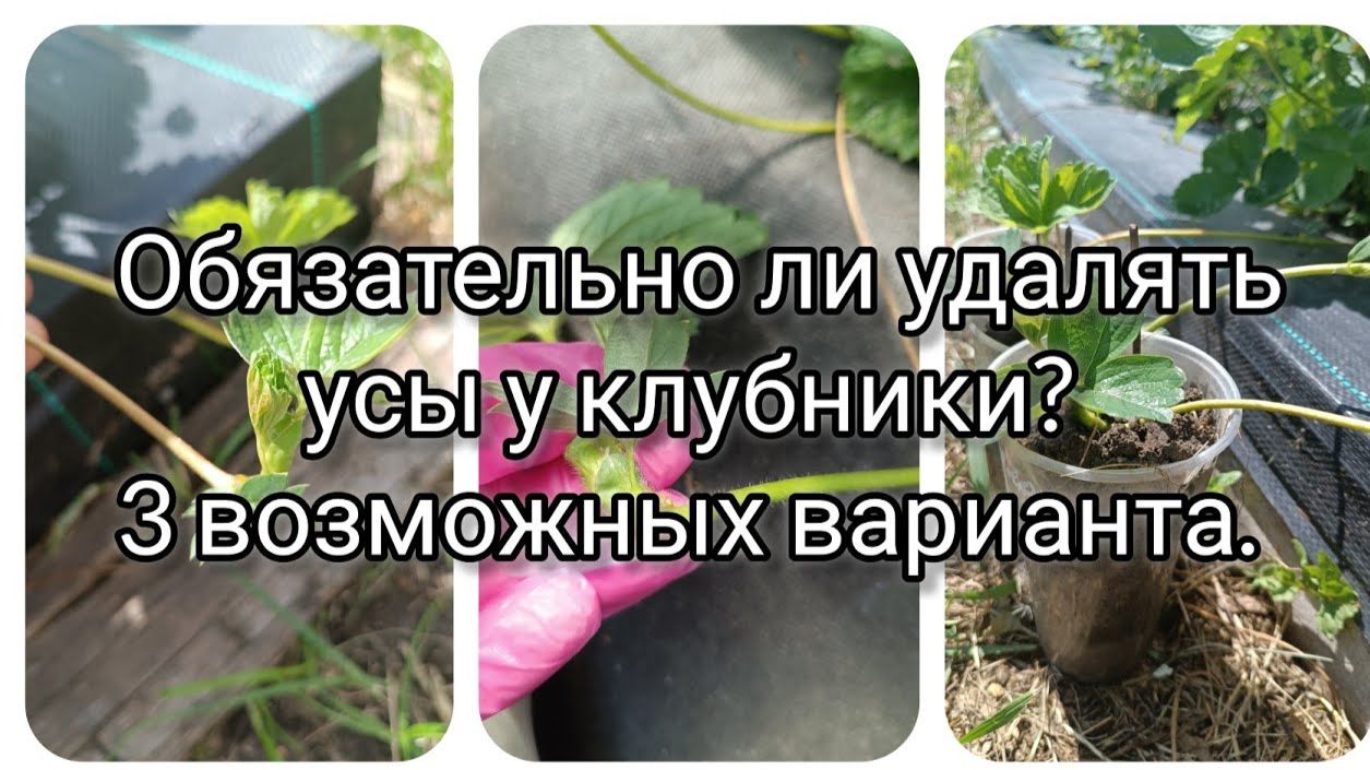 Обязательно ли удалять усы у клубники 3 возможных варианта #клубника