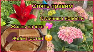 13-06-2026/Переехали на юг/Краснодарский /Вредители замучили/Отличные новости/Ждём гостей на чай//