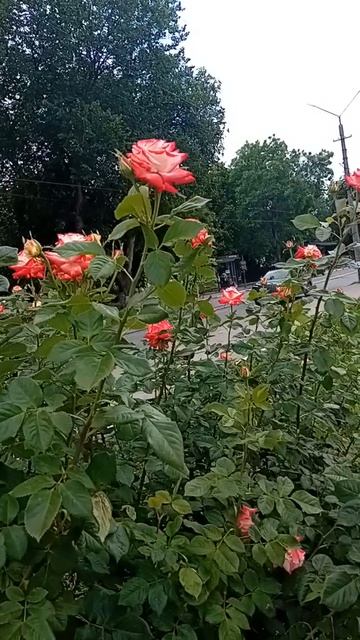 Розы рады дождю. Для меня розы- чудо  природы...