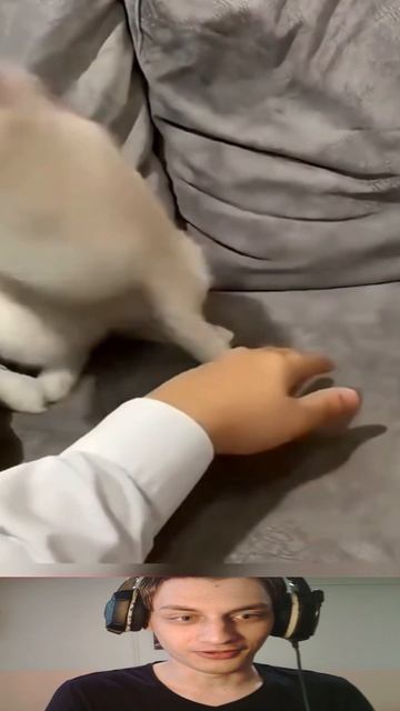 Котовая Война