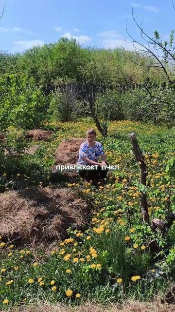Одуванчик помогает в огороде
