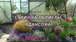 Стрижка Обриеты Адансона (4К)