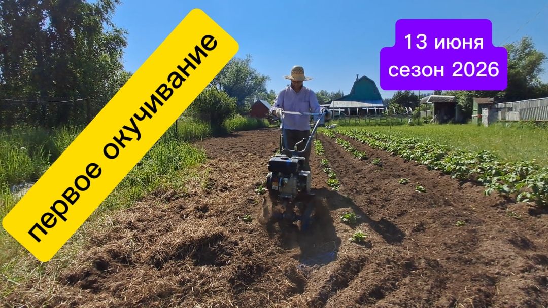 Первое окучивание картошки. Начало июня 2026