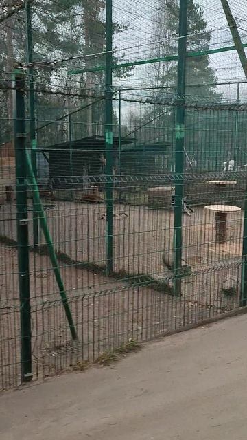 Красные волки в Ярославском зоопарке