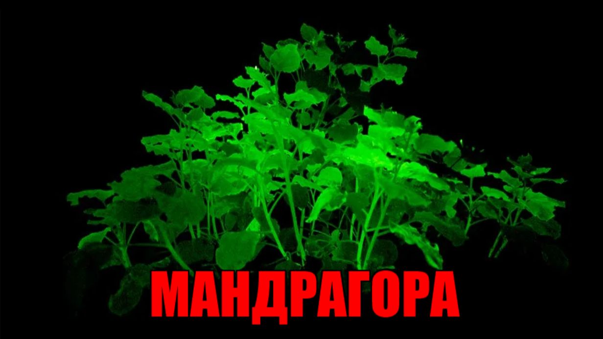 РИТУАЛ-ЧИСТКА ОТ ПРИВОРОТА ЧЕРНОЕ ВЕНЧАНИЕ.