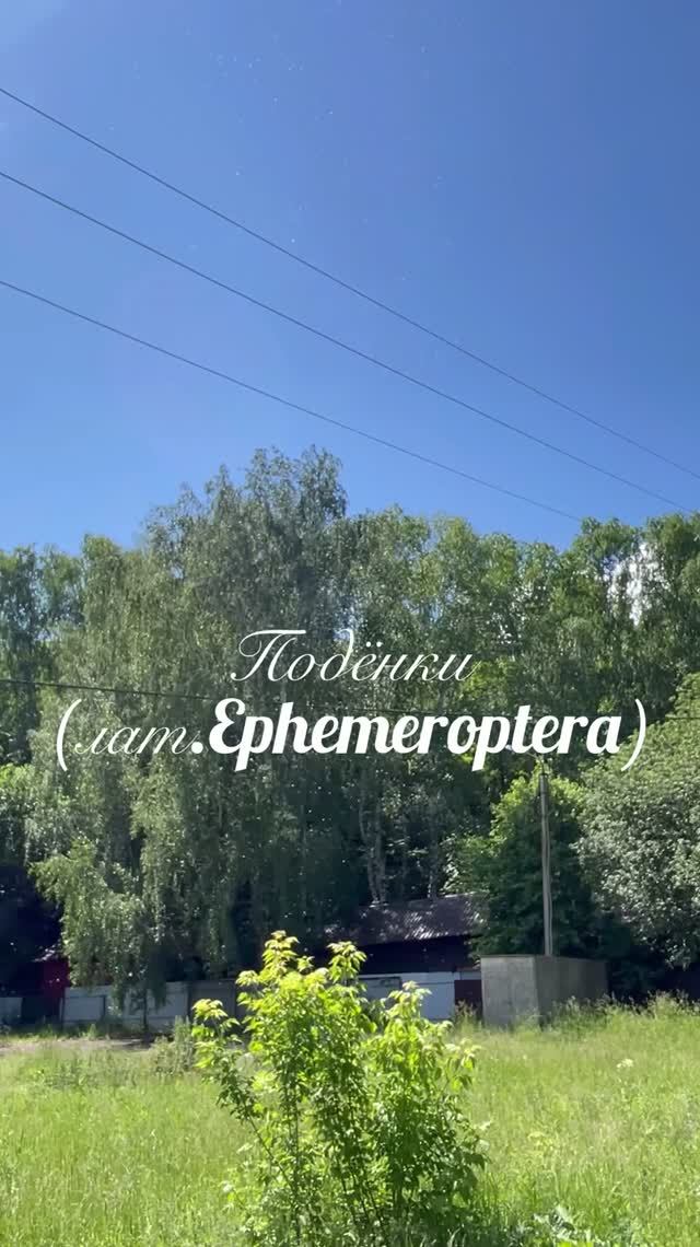 "Фонтан" из насекомых
