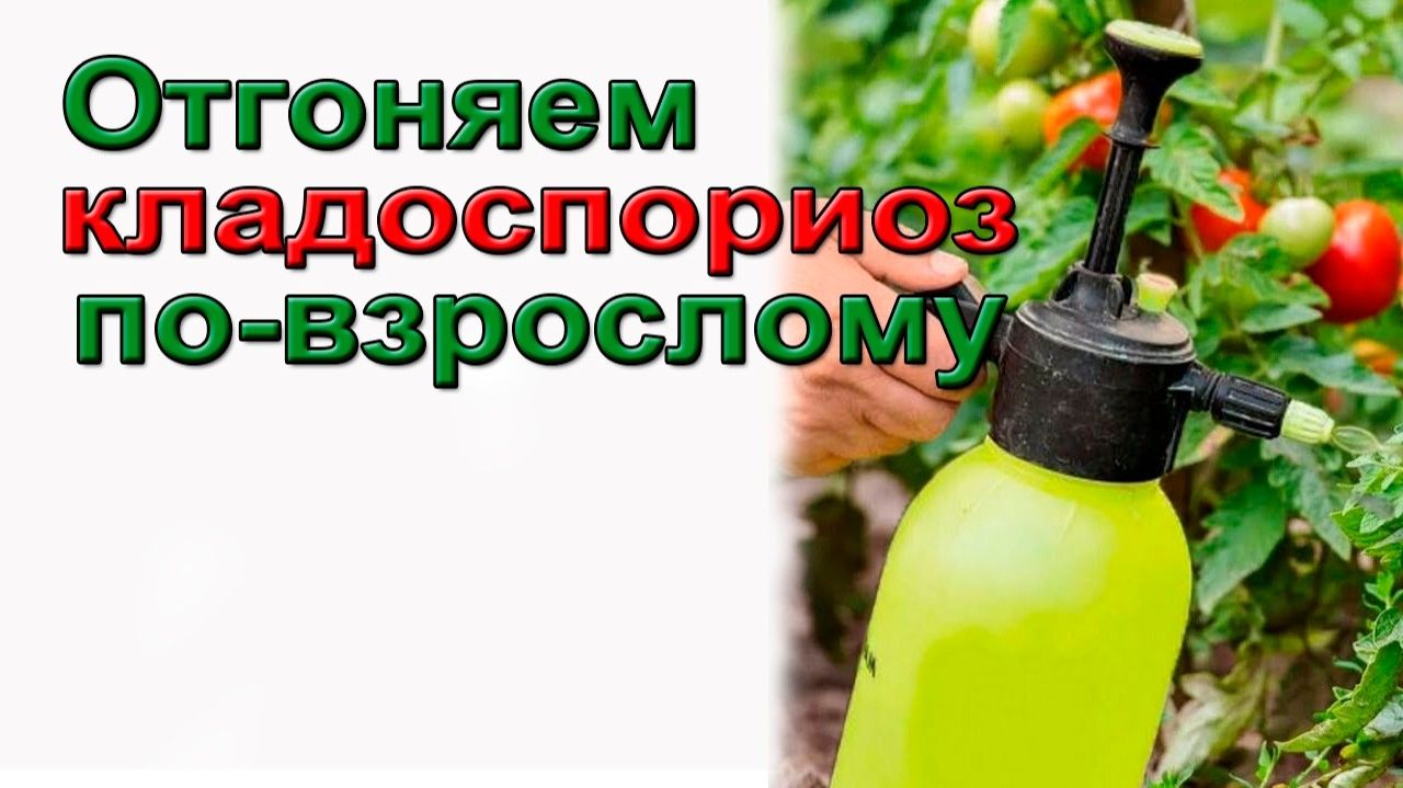 Отгоняем кладоспориоз томатов  по взрослому