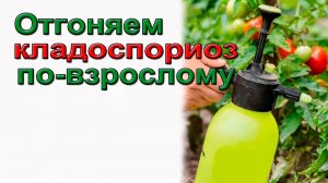 Отгоняем кладоспориоз томатов  по взрослому