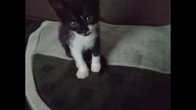 мои котики эдит смотреть онлайн