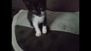 мои котики эдит
