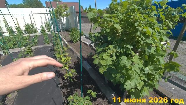 7 соток. Первые ягодки клубники созрели. Хроника 11 июня 2026 год