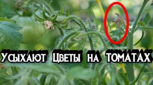 Опадают Цветы Томатов - ЗАСЫХАЮТ ЦВЕТЫ ТОМАТОВ - Что Делать -  Засыхают Цветы у Помидор