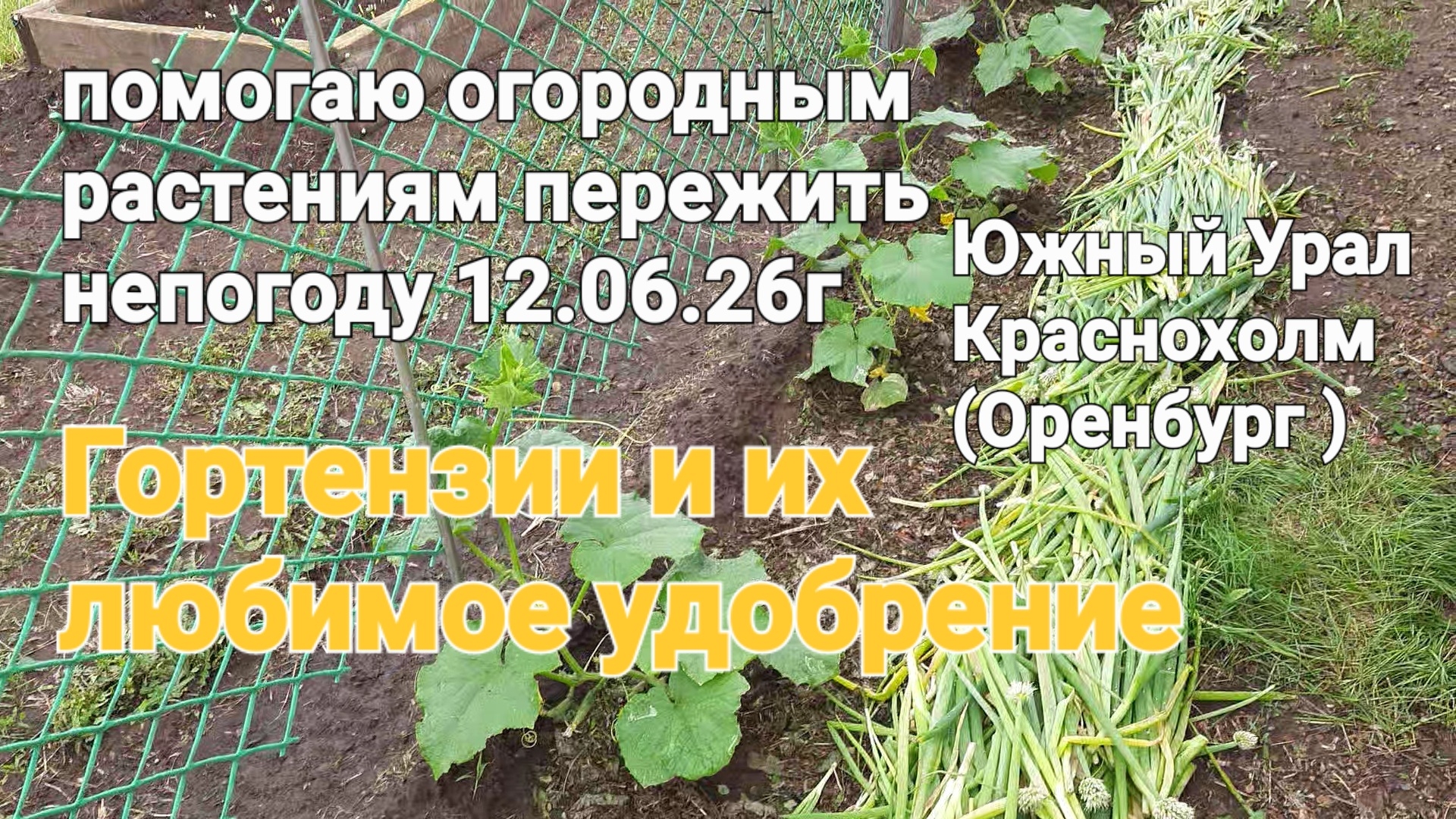 Удобрение для гортензии,средство от муравьёв,огород в непогоду,обзор жимолости,черевишни,роз и тд