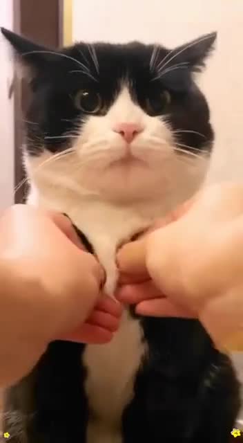 #видео #Милые #животные