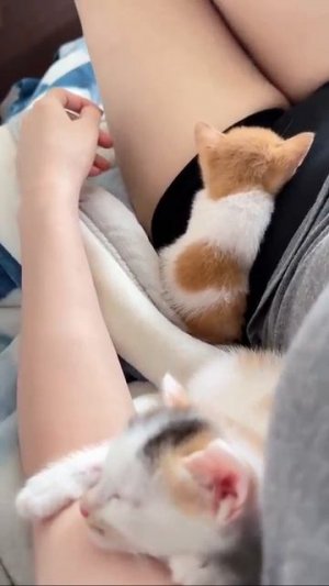 Клип @meowtaverse